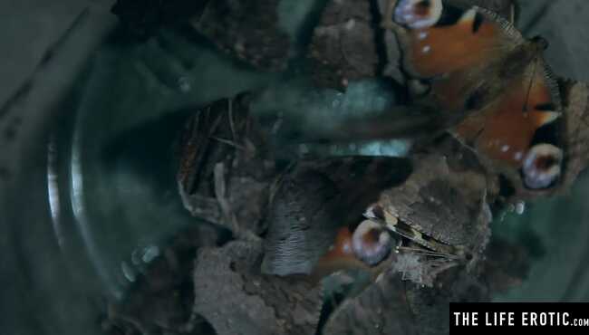 Porno nabirasi buvisi ichida cums